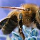 Illustration for article titled New Evidence that Our Insecticides are Killing Off the Bees